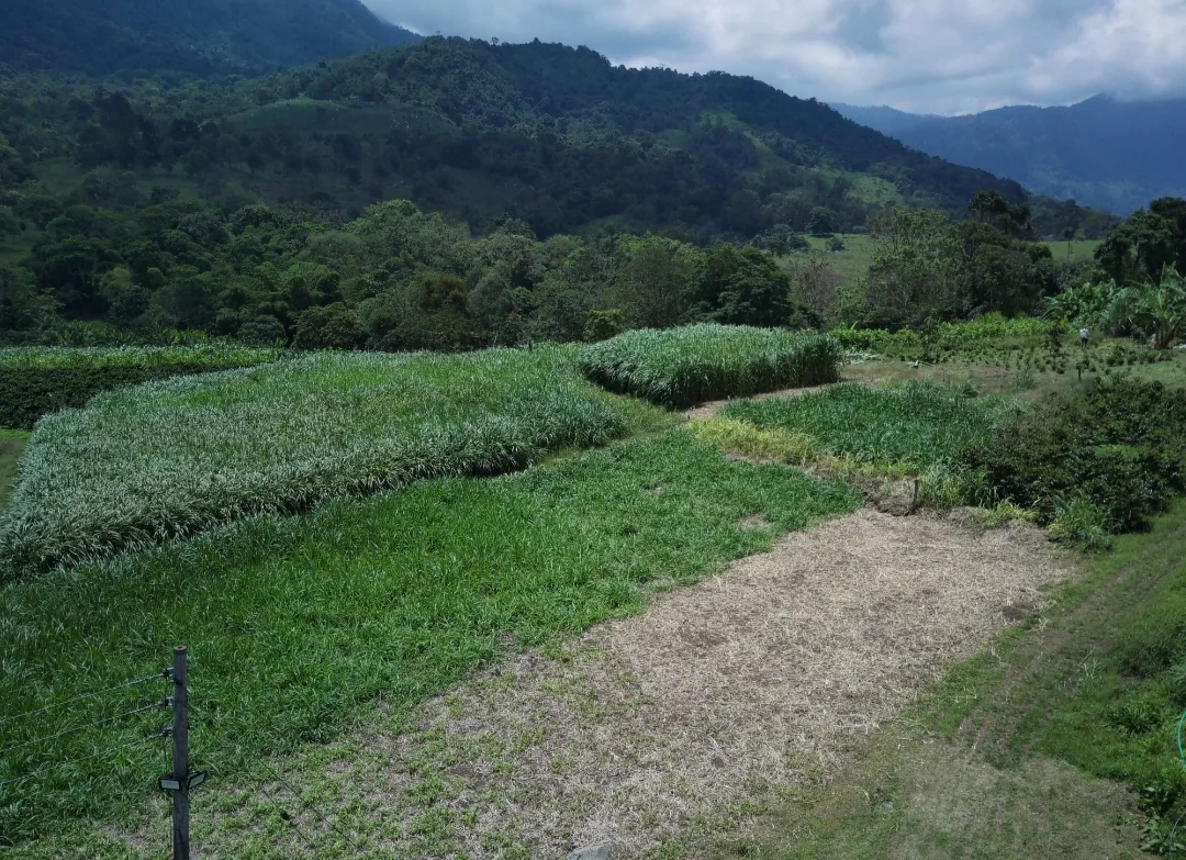 Vista panorámica de los cultivos de pasto de corte en Ganadería La Portada