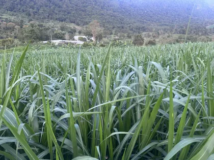 Cultivo de pasto de corte tecnificado
