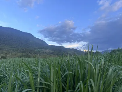 Parcela de pasto de corte en pleno crecimiento