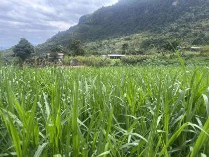 Lote de pasto en madurez óptima para corte