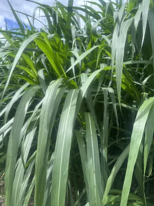 Calidad foliar y biomasa en campo