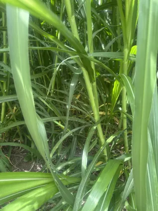 Detalle de cañas y macollamiento en pradera