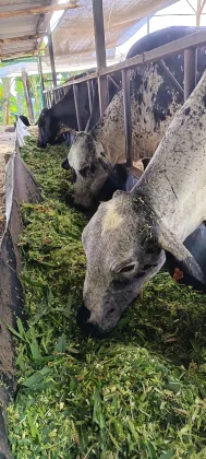 Vacas alimentándose de forraje verde picado de alta digestibilidad