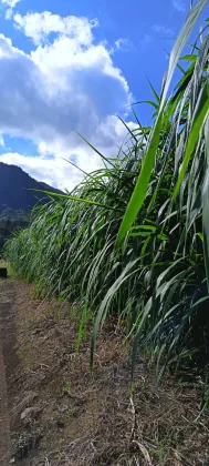 Calidad, humedad y picado fino de forraje verde