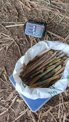 Control de biomasa y pesaje técnico de forraje cosechado