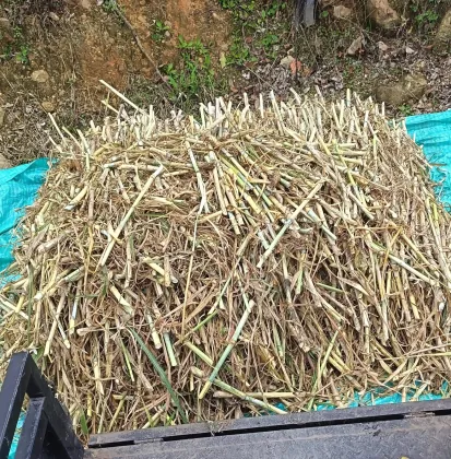 Atados y selección de semilla vegetativa para despacho