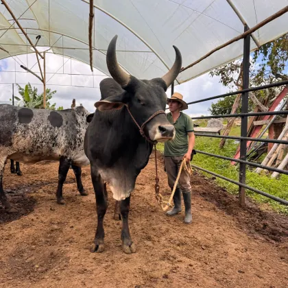 Vigor genético y ejemplares del hato lechero