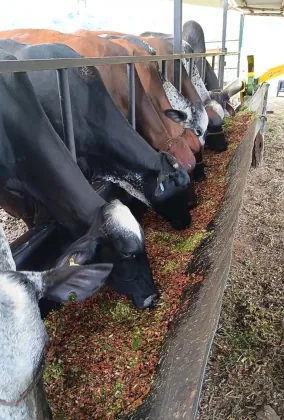 Vacas alimentándose en canoa con pasto de corte fresco